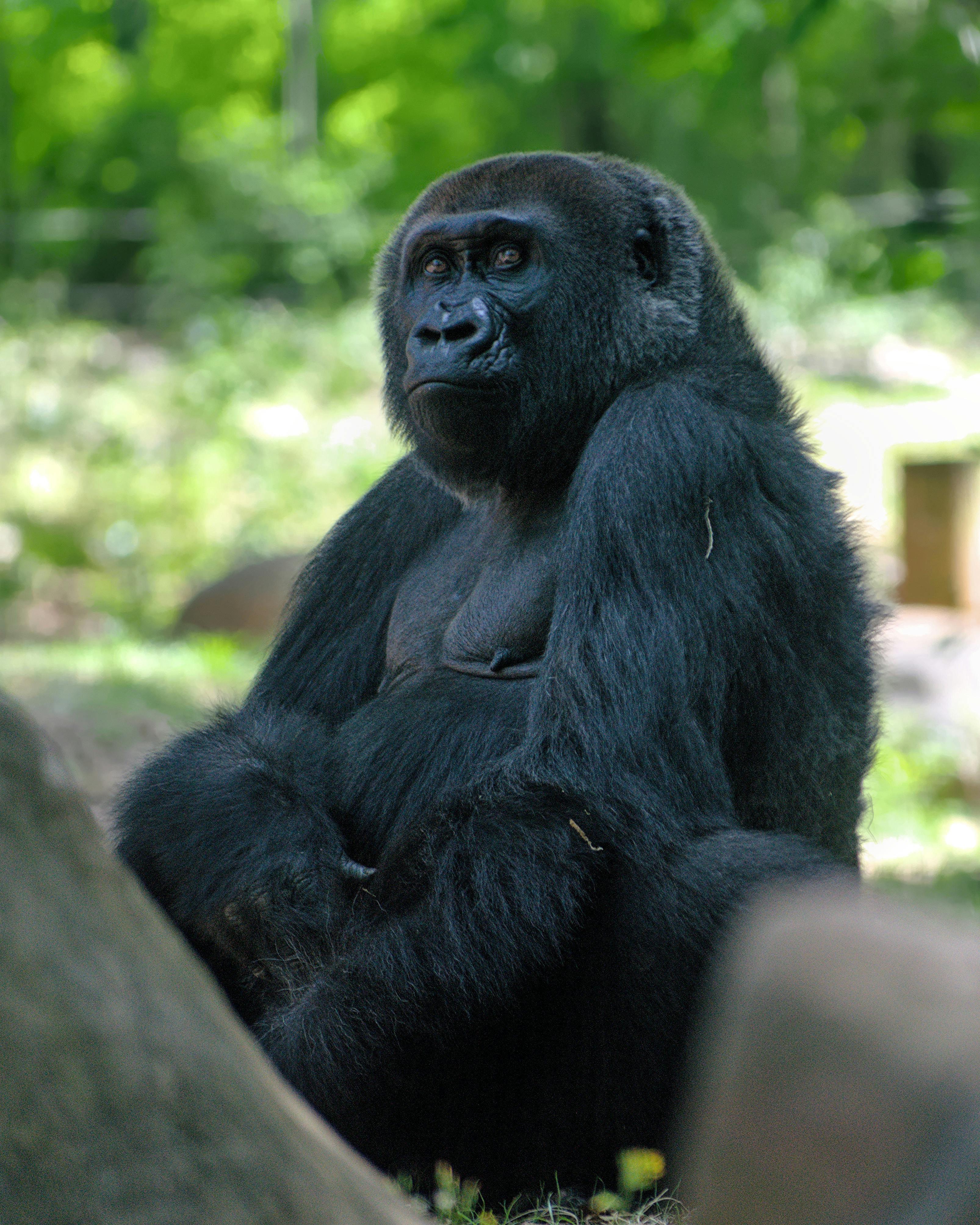 Mountain Gorilla Experience