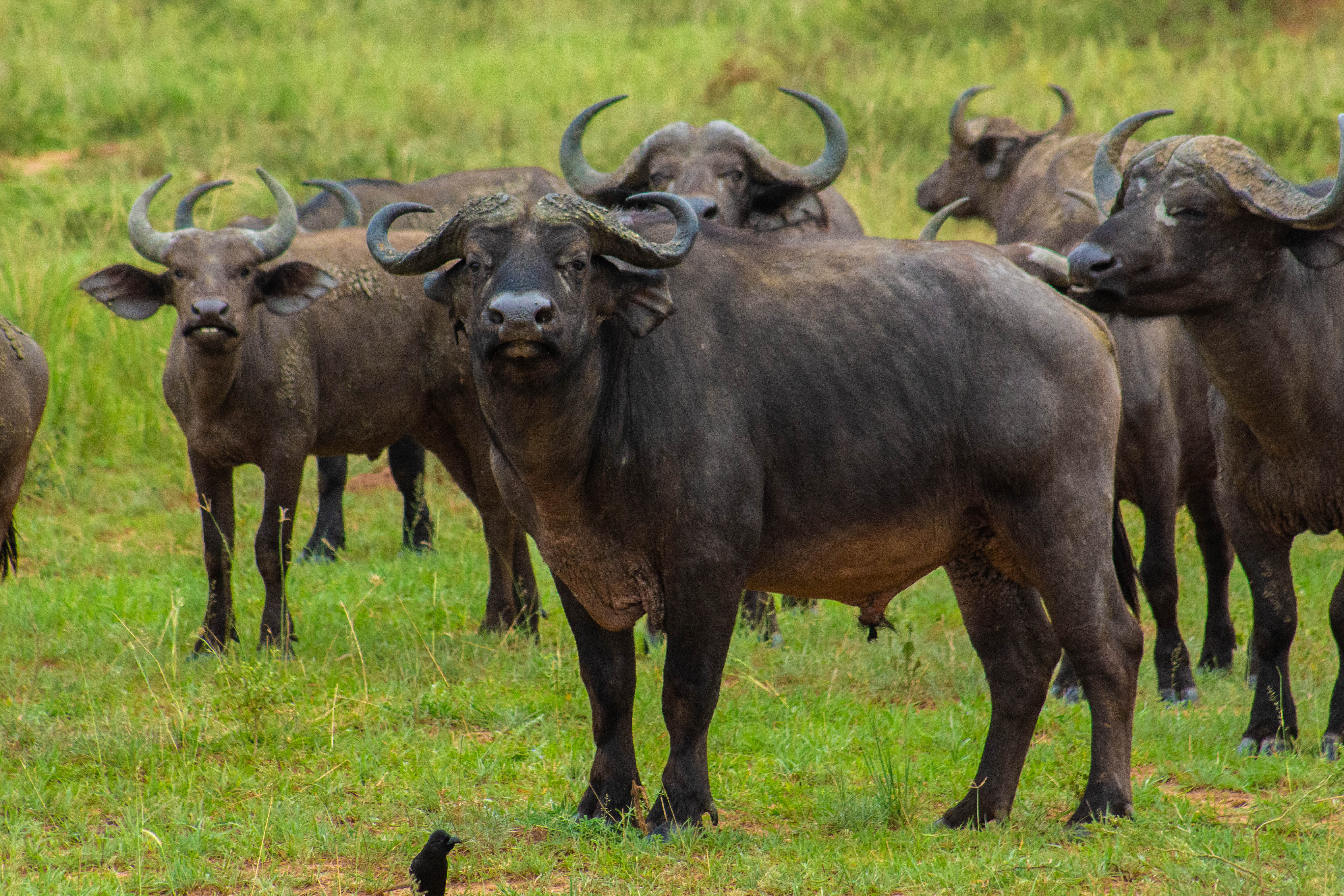 Primates & Wilderness